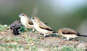 पक्षी अधिवासाने हदगाव तलाव सुंदर; सेलूतील निरीक्षकांचा अभ्यास