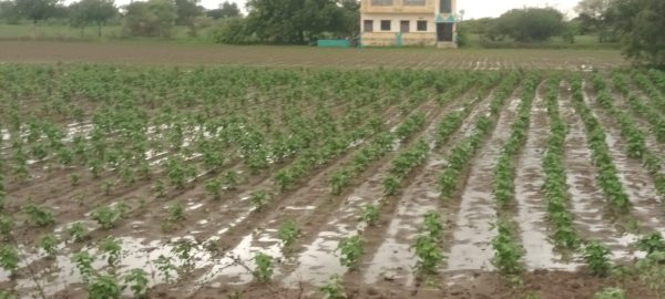 Parbhani Rainfall : सर्वदूर पावसाने पिकांना जीवदान; मोठ्या पावसाची प्रतीक्षाच 