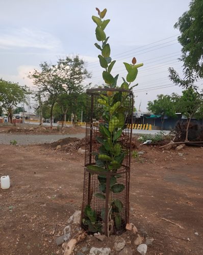 वटवृक्षाचे संगोपन