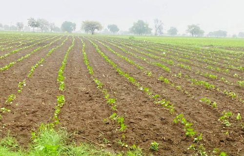 पाऊसपाणी  महिनाभरात परभणी जिल्ह्यात १९४ मिलीमीटर बरसला